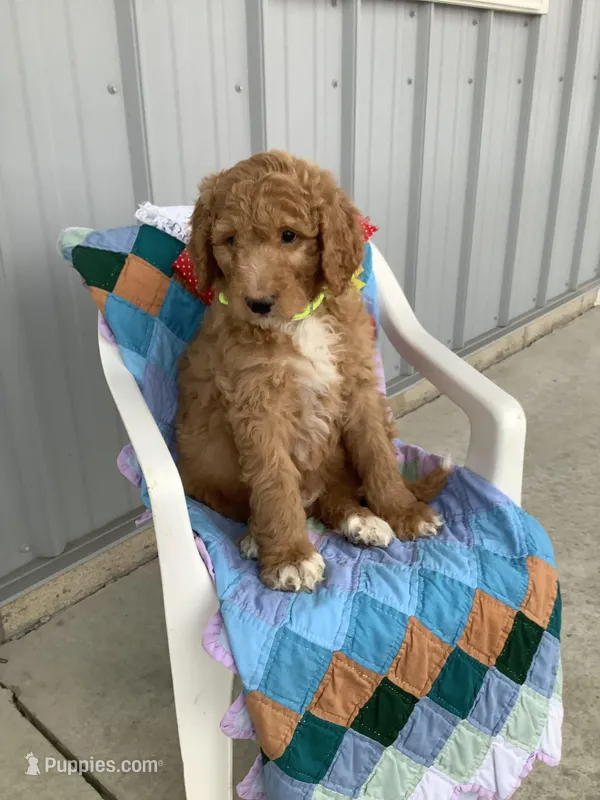 Freddie-F1bb Standard