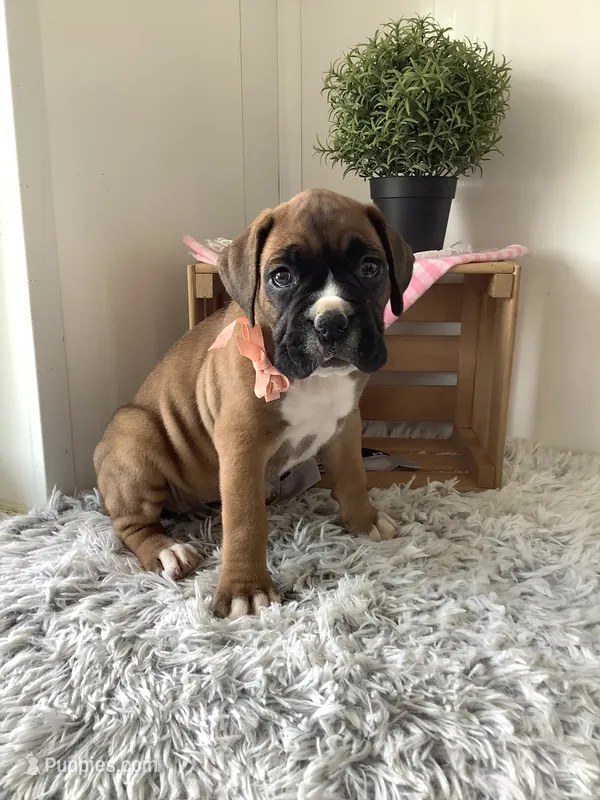 Susie – Boxer puppy for sale in Baltic, OH