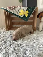 Ryan -F1b , a male Goldendoodle for sale in Baltic, OH – 2 of 6
