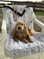 Kenny F1b Goldendoodle , a male Golden Retriever for sale in Baltic, OH – 6 of 8