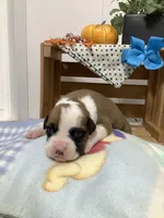 Terry, a male Boxer for sale in Baltic, OH – 3 of 9