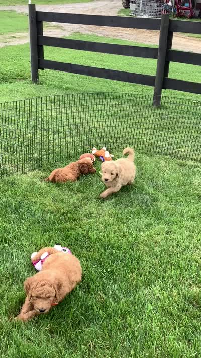 Rascal - F1b , a male Goldendoodle for sale in Baltic, OH – 8 of 10