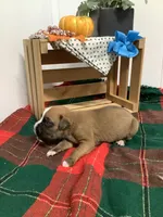 Fido , a male Boxer for sale in Baltic, OH – 5 of 8