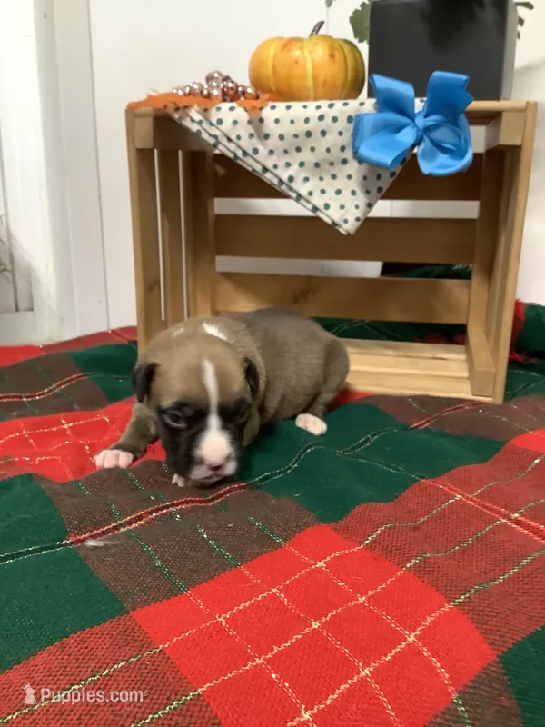 Leo – Boxer puppy for sale in Baltic, OH