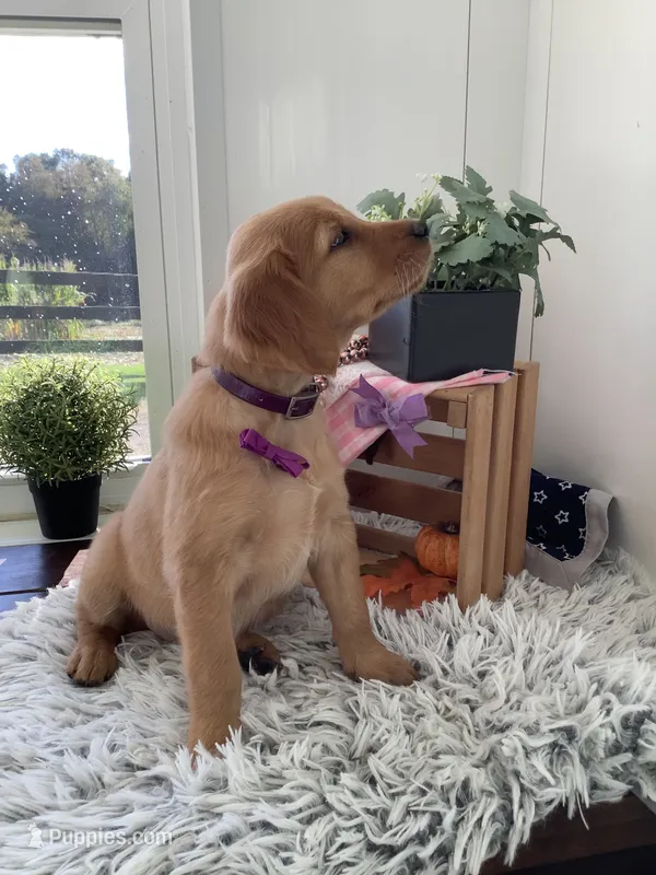 Laina  – Golden Retriever puppy for sale in Baltic, OH