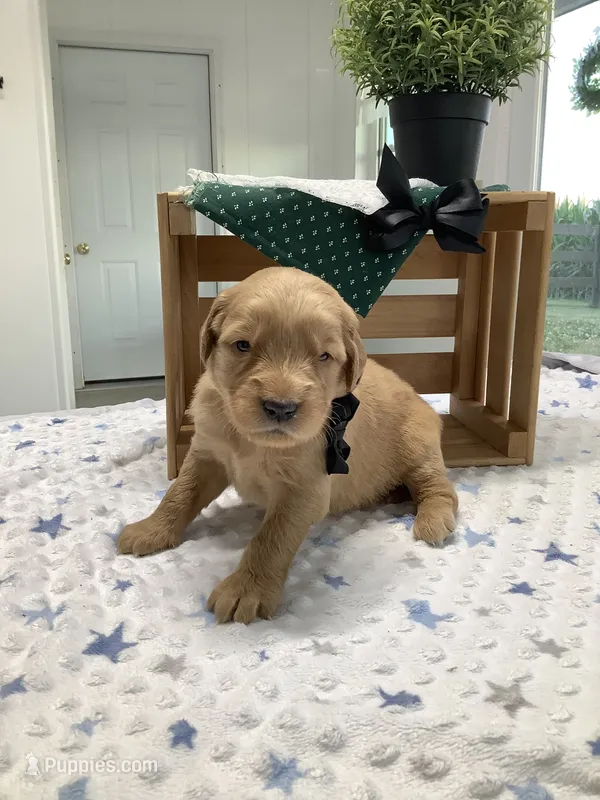 Frank  – Golden Retriever puppy for sale in Baltic, OH