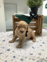 Frank , a male Golden Retriever for sale in Baltic, OH – 3 of 8