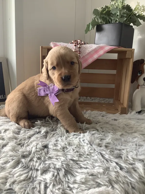 Sally – Golden Retriever puppy for sale in Baltic, OH