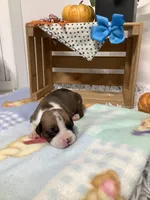Lance , a male Boxer for sale in Baltic, OH – 7 of 10