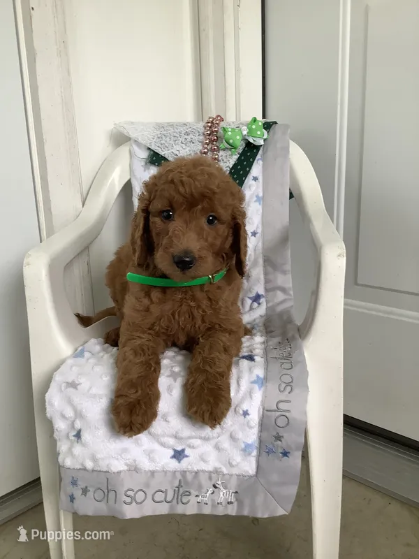 Rascal - F1b  – Goldendoodle puppy for sale in Baltic, OH