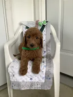 Rascal - F1b , a male Goldendoodle for sale in Baltic, OH – 1 of 10