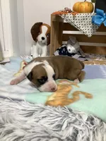 Terry, a male Boxer for sale in Baltic, OH – 4 of 9