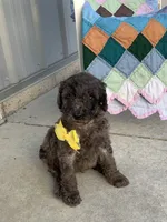 Rex- F1bb Standard , a male Goldendoodle for sale in Baltic, OH – 3 of 9