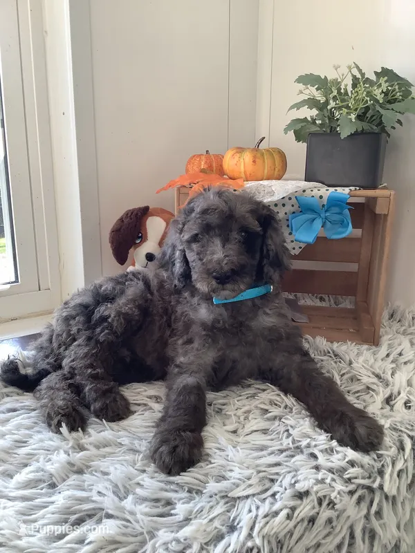 Manny-F1bb  standard – Goldendoodle puppy for sale in Baltic, OH
