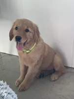 Lola , a female Golden Retriever for sale in Baltic, OH – 4 of 10