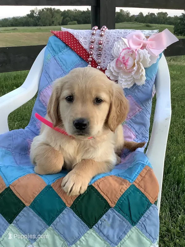 Penny – Golden Retriever puppy for sale in Baltic, OH