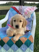 Penny, a female Golden Retriever for sale in Baltic, OH – 4 of 8