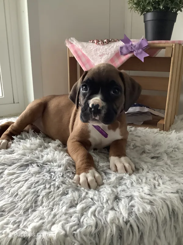 Sally  – Boxer puppy for sale in Baltic, OH