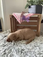 Sally, a female Golden Retriever for sale in Baltic, OH – 5 of 8