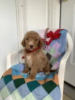 Leah F1bb- standard , a female Goldendoodle for sale in Baltic, OH – 3 of 8