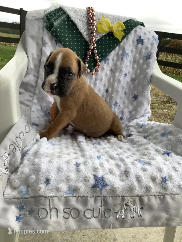 Fido  – Boxer puppy for sale in Baltic, OH