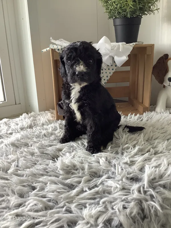 F1bb Goldendoodle - Manny  – Goldendoodle puppy for sale in Baltic, OH