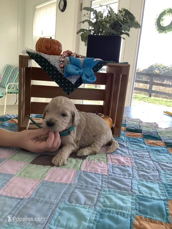 Tyler - F1b Goldendoodle  – Golden Retriever puppy for sale in Baltic, OH