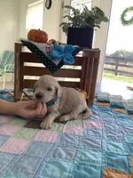 Tyler - F1b Goldendoodle , a male Golden Retriever for sale in Baltic, OH – 1 of 8