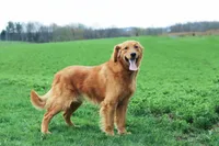 Lola , a female Golden Retriever for sale in Baltic, OH – 9 of 10