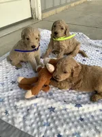 Kenny F1b Goldendoodle , a male Golden Retriever for sale in Baltic, OH – 5 of 8