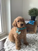 Lee F1bb golden doodle , a male Goldendoodle for sale in Baltic, OH – 4 of 9