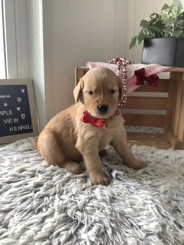 Sheila  – Golden Retriever puppy for sale in Baltic, OH