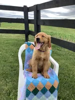 Pumpkin , a female Golden Retriever for sale in Baltic, OH – 7 of 10