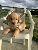 Tommy, a male Golden Retriever for sale in Baltic, OH – 3 of 9