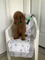 Rascal - F1b , a male Goldendoodle for sale in Baltic, OH – 7 of 10