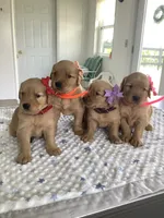 Sherry, a female Golden Retriever for sale in Baltic, OH – 4 of 7