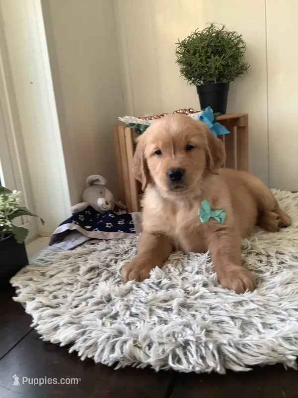 Tito – Golden Retriever puppy for sale in Baltic, OH