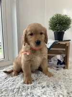 Bingo, a male Golden Retriever for sale in Baltic, OH – 2 of 5