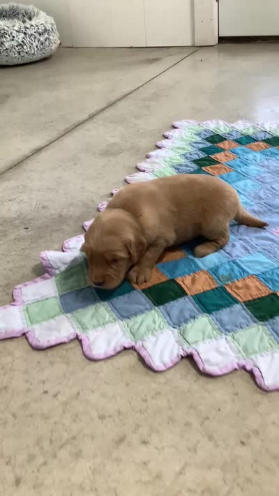 Frank , a male Golden Retriever for sale in Baltic, OH – 6 of 8