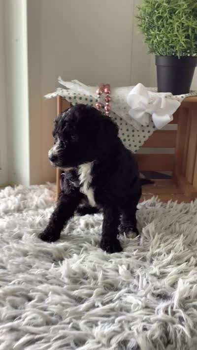 F1bb Goldendoodle - Manny , a male Goldendoodle for sale in Baltic, OH – 6 of 8