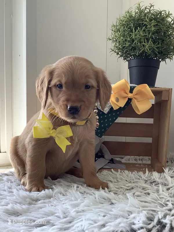 Jose – Golden Retriever puppy for sale in Baltic, OH