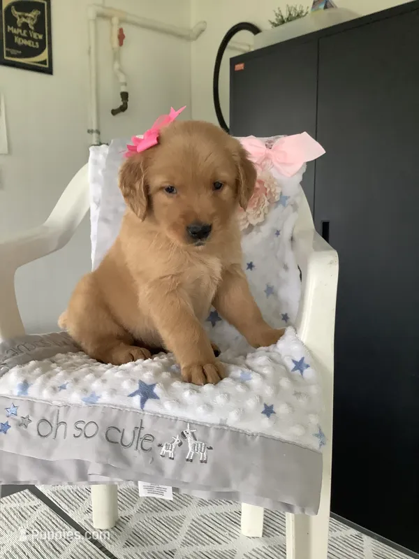 Cassandra  – Golden Retriever puppy for sale in Baltic, OH