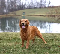 Leo, a male Golden Retriever for sale in Baltic, OH – 4 of 4