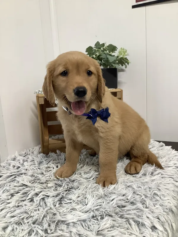 Freddie – Golden Retriever puppy for sale in Baltic, OH