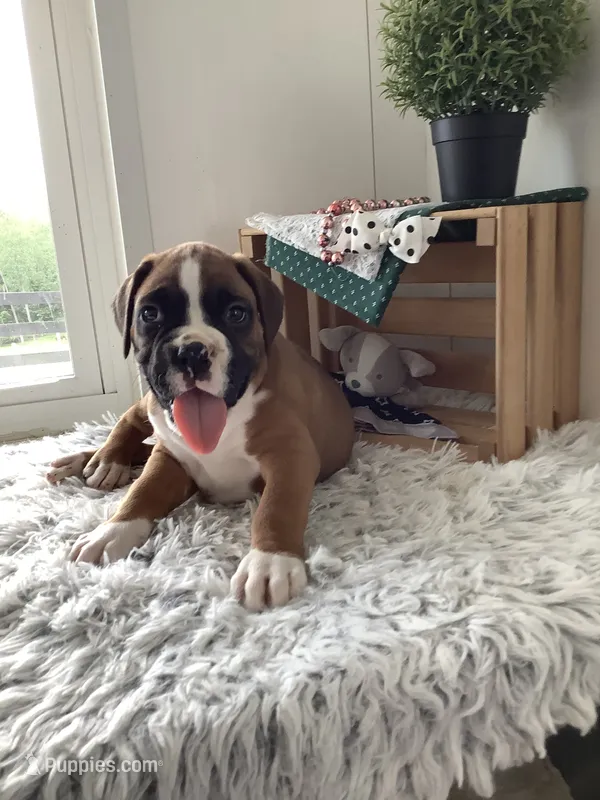 Lynn – Boxer puppy for sale in Baltic, OH