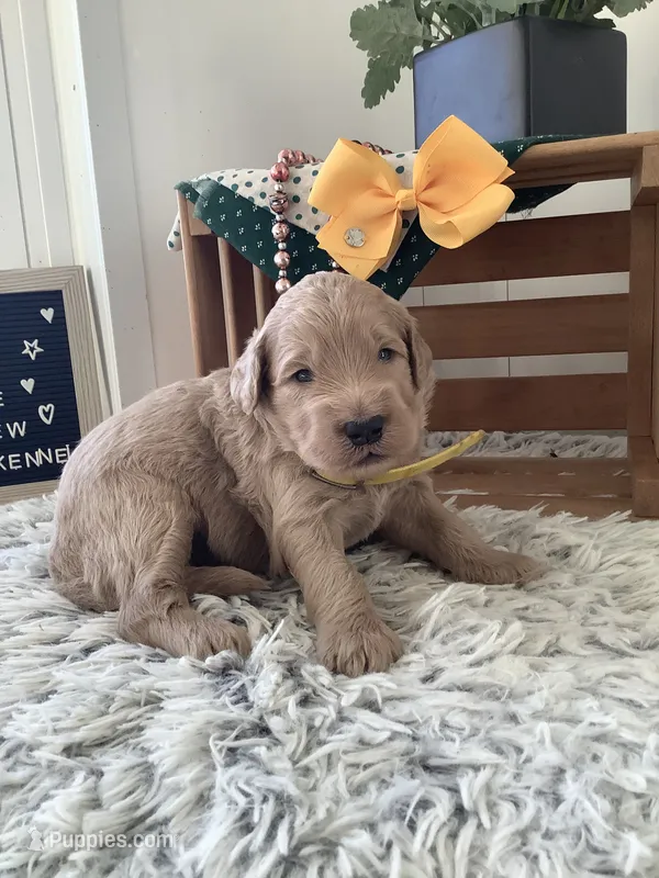 Ryan -F1b  – Goldendoodle puppy for sale in Baltic, OH