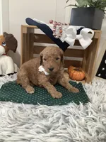 Tanker F1b Goldendoodle , a male Goldendoodle for sale in Baltic, OH – 8 of 10