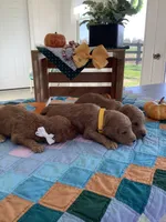Manny F1b Goldendoodle , a male Goldendoodle for sale in Baltic, OH – 2 of 9