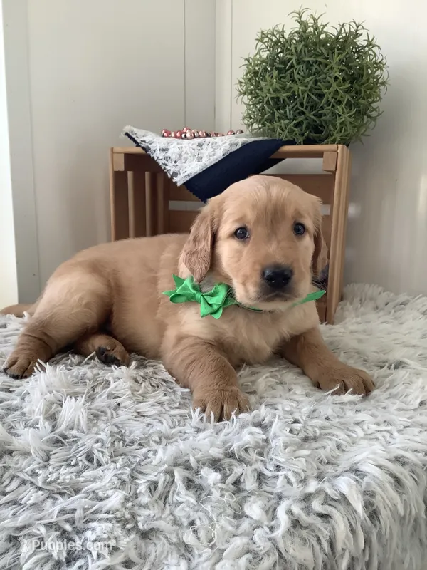 Rambles  – Golden Retriever puppy for sale in Baltic, OH