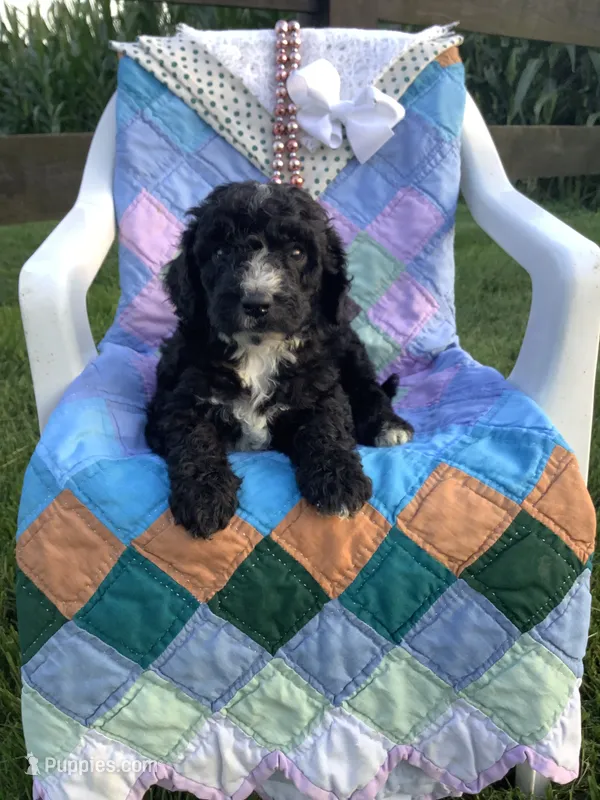 F1bb Goldendoodle - Manny  – Goldendoodle puppy for sale in Baltic, OH